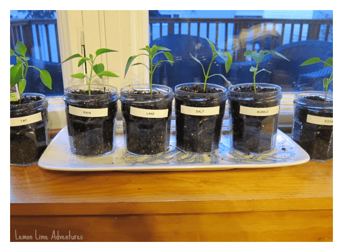 Watering plants using different liquids